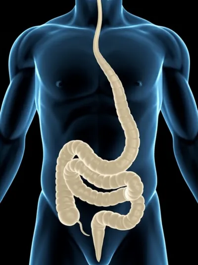 Illustration tenias - Image 1