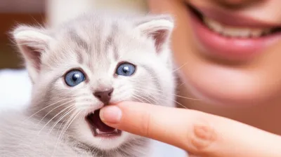 Illustration piddling - Image 1