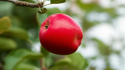 Illustration dropped - Image 1