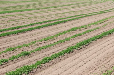 Illustration balks - Image 1