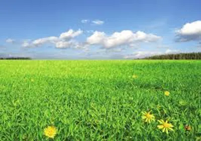 Illustration grassy - Image 2