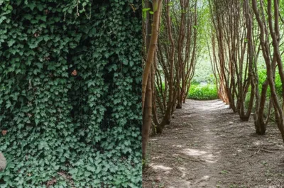 Illustration underbrush - Image 1