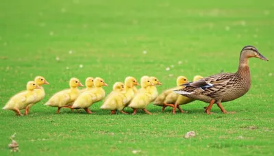 Illustration patterning - Image 1