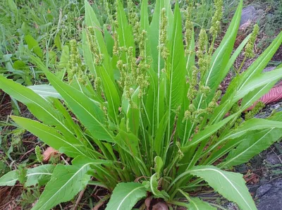 Illustration dock - Image 1