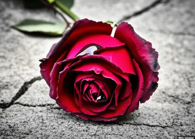 Illustration kills - Image 1