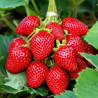 Illustration bunch - Image 1