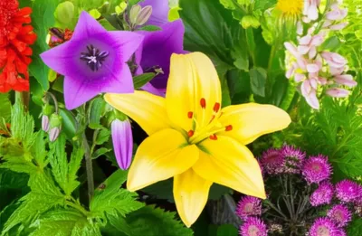 Illustration lily - Image 1