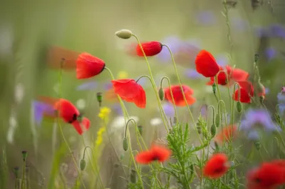 Illustration anemones - Image 2