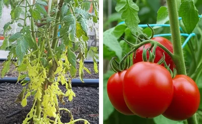 Illustration suckering - Image 1