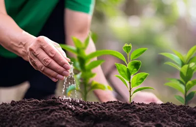 Illustration seed - Image 1