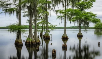 Illustration tupelo - Image 1