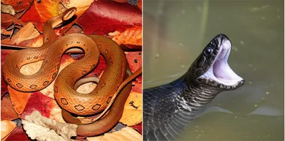 Illustration moccasin - Image 1