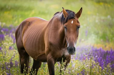 Illustration whistler - Image 1