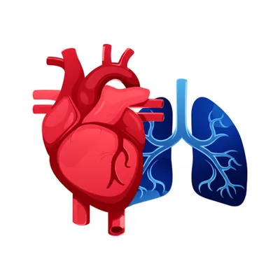 Illustration arteries