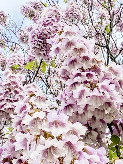 Hình ảnh minh họa paulownia - Ảnh 2