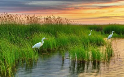 Illustration spartina