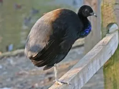 Illustration trumpeter - Image 2