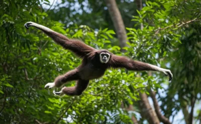 Illustration langurs - Image 1
