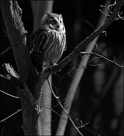 Illustration wariness - Image 2