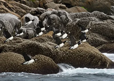 Illustration barnacles - Image 1