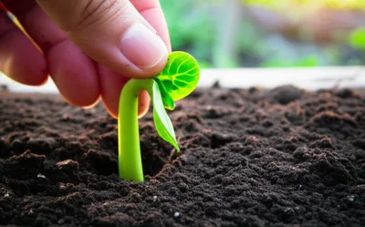 Illustration pressed - Image 1