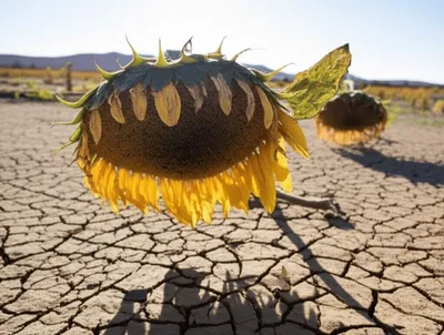 Illustration flopping - Image 1