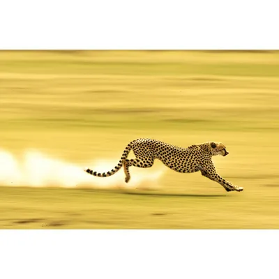 Illustration ripped - Image 1