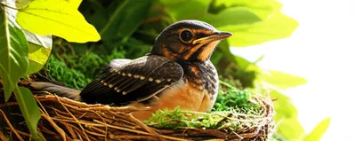 Hình ảnh minh họa springing - Ảnh 1