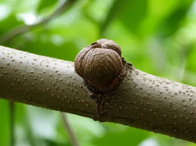 Illustration knots - Image 1