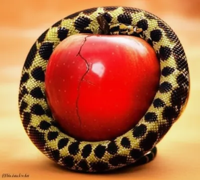 Illustration constrict - Image 1