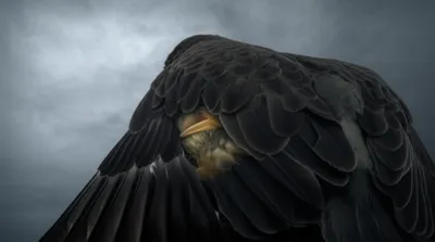 Illustration shrouds - Image 1