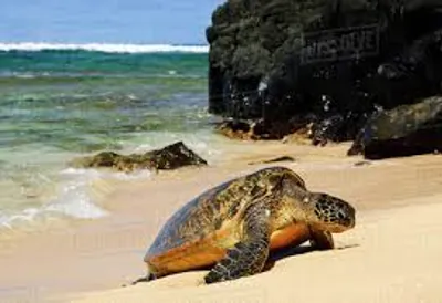 Illustration ashore - Image 2