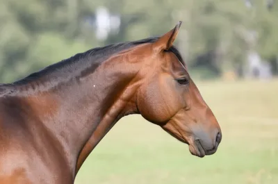 Illustration crest - Image 1