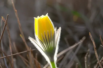 Illustration opens - Image 1