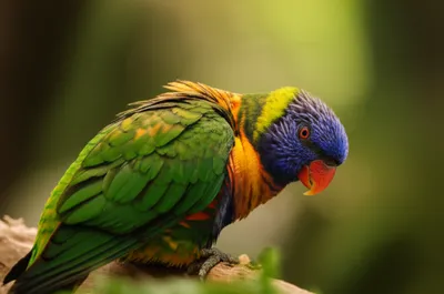 Illustration preening