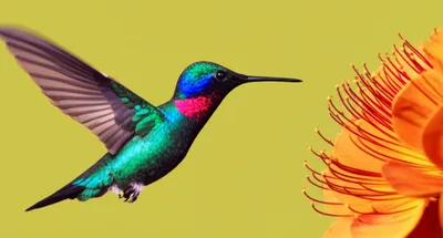 Illustration nimble - Image 1