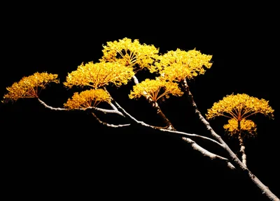 Illustration enriches - Image 1