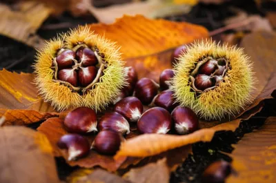 Illustration marrons