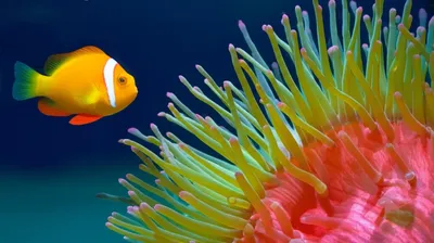 Illustration suckered - Image 1