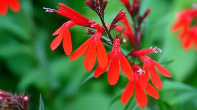 Illustration cardinals - Image 1