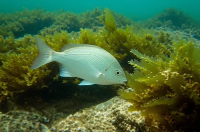 Illustration luderick - Image 1