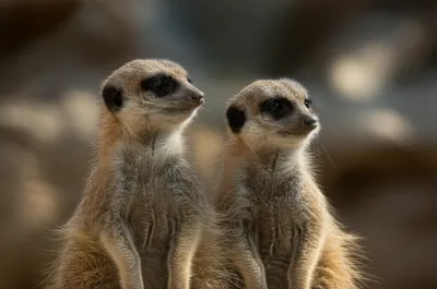 Illustration peers - Image 1