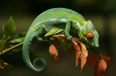 Illustration varying - Image 1