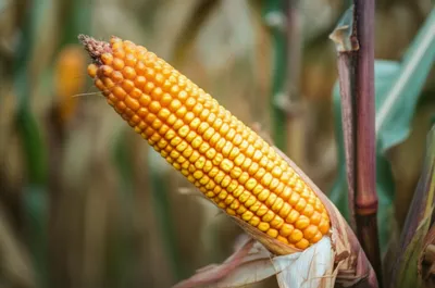 Illustration kerns - Image 1