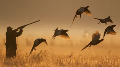 Illustration bird - Image 1