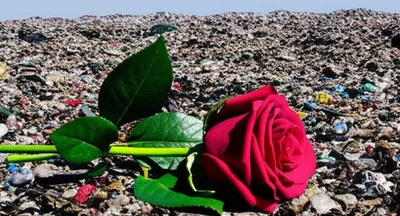 Illustration details - Image 1