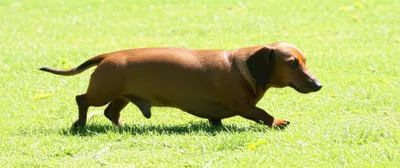 Illustration ambled - Image 1