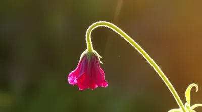 Illustration heal - Image 1