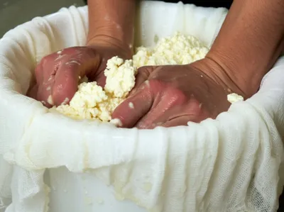 Illustration cheddar - Image 1