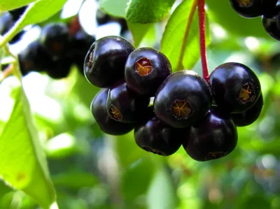 Illustration blackcurrants - Image 1